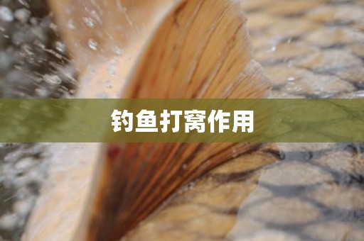 钓鱼打窝作用