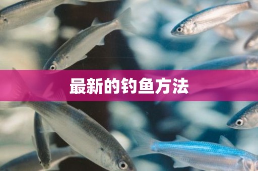 最新的钓鱼方法