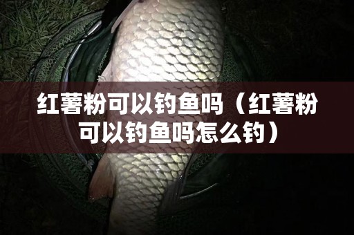 红薯粉可以钓鱼吗（红薯粉可以钓鱼吗怎么钓）