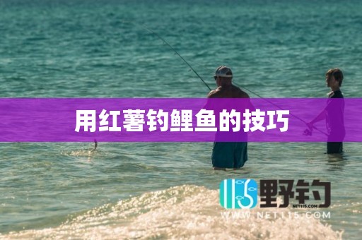 用红薯钓鲤鱼的技巧