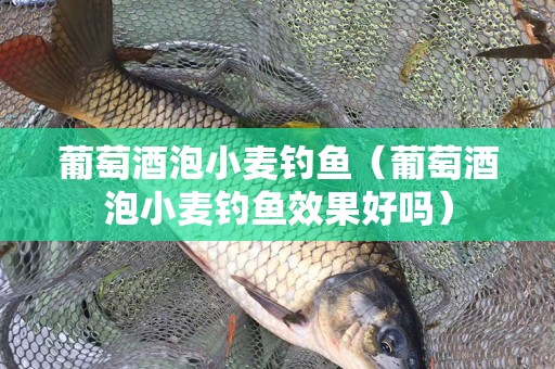 葡萄酒泡小麦钓鱼（葡萄酒泡小麦钓鱼效果好吗）