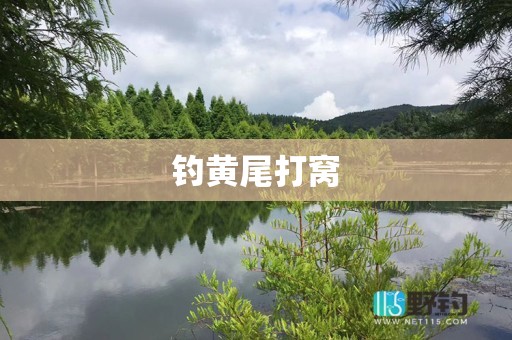 钓黄尾打窝