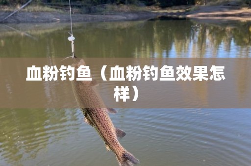 血粉钓鱼（血粉钓鱼效果怎样）