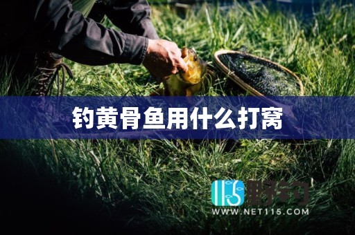 钓黄骨鱼用什么打窝