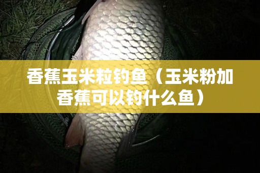 香蕉玉米粒钓鱼（玉米粉加香蕉可以钓什么鱼）