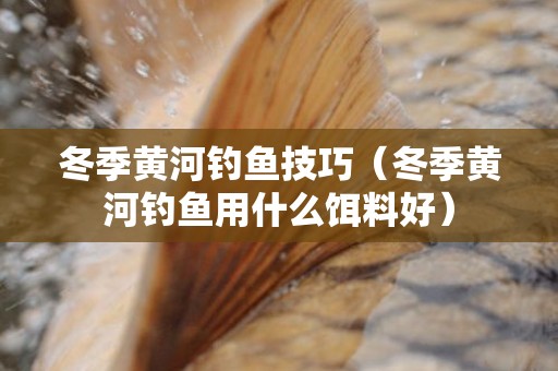 冬季黄河钓鱼技巧（冬季黄河钓鱼用什么饵料好）