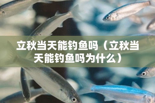 立秋当天能钓鱼吗（立秋当天能钓鱼吗为什么）
