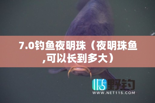 7.0钓鱼夜明珠（夜明珠鱼,可以长到多大）