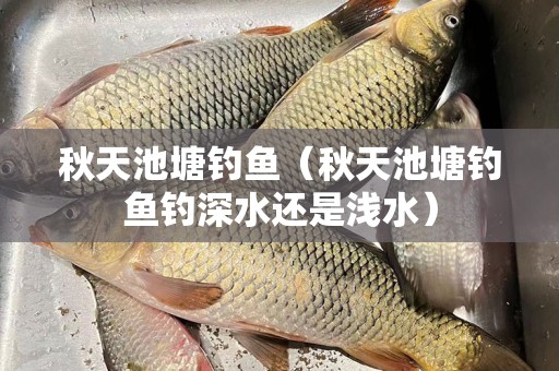 秋天池塘钓鱼（秋天池塘钓鱼钓深水还是浅水）
