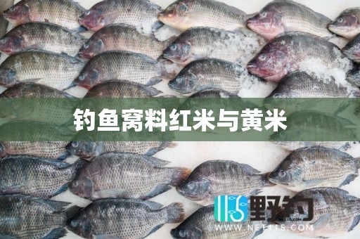 钓鱼窝料红米与黄米