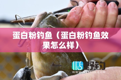 蛋白粉钓鱼（蛋白粉钓鱼效果怎么样）