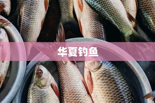 华夏钓鱼