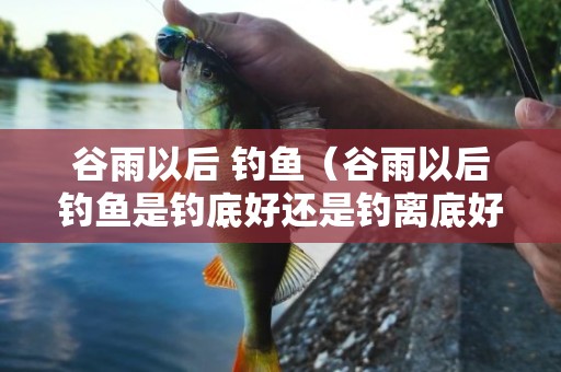 谷雨以后 钓鱼（谷雨以后钓鱼是钓底好还是钓离底好）