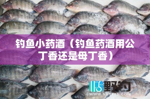 钓鱼小药酒（钓鱼药酒用公丁香还是母丁香）