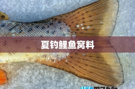 夏钓鲤鱼窝料