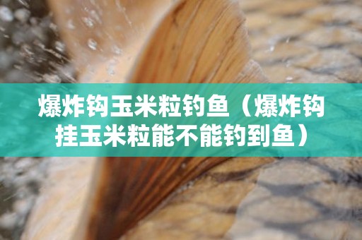 爆炸钩玉米粒钓鱼（爆炸钩挂玉米粒能不能钓到鱼）