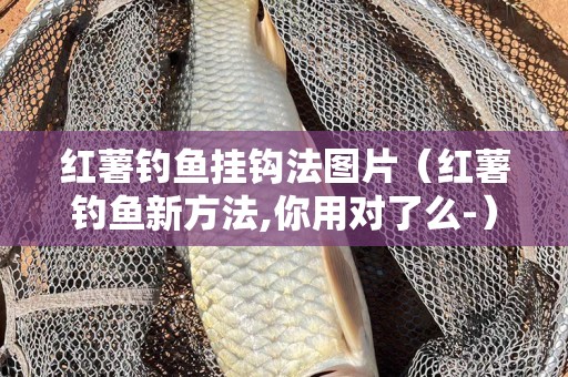 红薯钓鱼挂钩法图片（红薯钓鱼新方法,你用对了么-）
