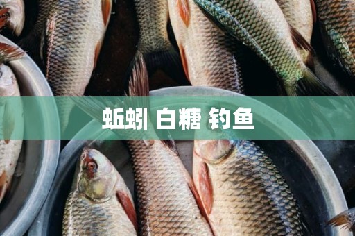 蚯蚓 白糖 钓鱼