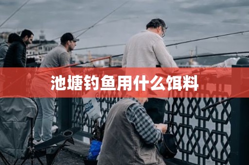 池塘钓鱼用什么饵料