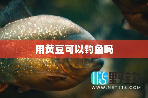 用黄豆可以钓鱼吗