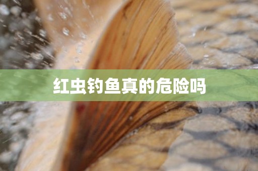 红虫钓鱼真的危险吗