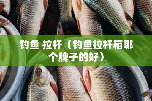 钓鱼 拉杆（钓鱼拉杆箱哪个牌子的好）