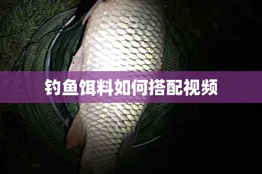 钓鱼饵料如何搭配视频