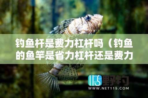 钓鱼杆是费力杠杆吗（钓鱼的鱼竿是省力杠杆还是费力杠杆）