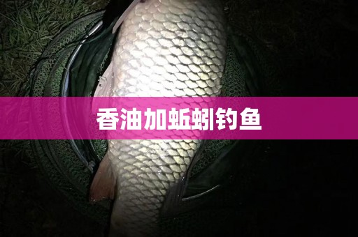 香油加蚯蚓钓鱼
