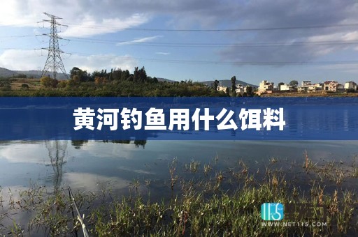 黄河钓鱼用什么饵料