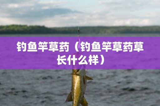 钓鱼竿草药（钓鱼竿草药草长什么样）