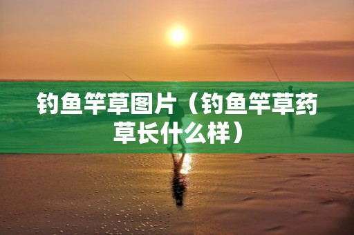 钓鱼竿草图片（钓鱼竿草药草长什么样）