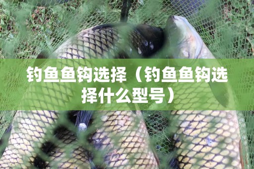 钓鱼鱼钩选择（钓鱼鱼钩选择什么型号）
