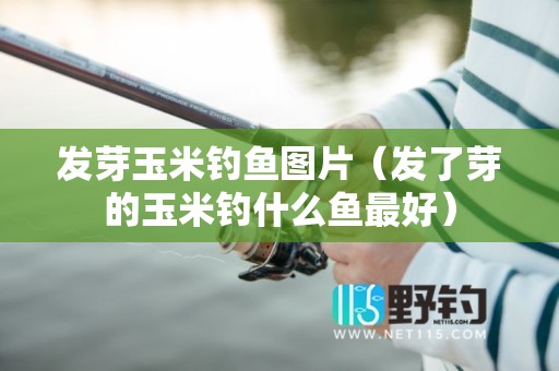 发芽玉米钓鱼图片（发了芽的玉米钓什么鱼最好）