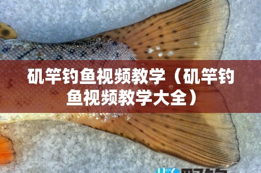 矶竿钓鱼视频教学（矶竿钓鱼视频教学大全）