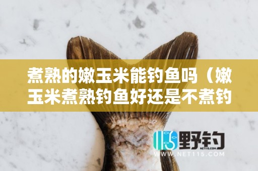 煮熟的嫩玉米能钓鱼吗（嫩玉米煮熟钓鱼好还是不煮钓鱼好）