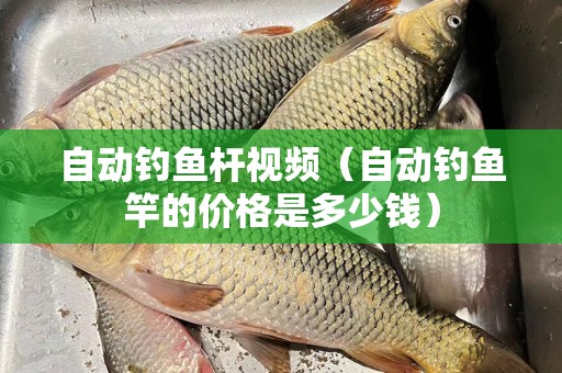 自动钓鱼杆视频（自动钓鱼竿的价格是多少钱）