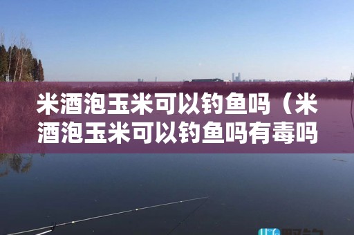 米酒泡玉米可以钓鱼吗（米酒泡玉米可以钓鱼吗有毒吗）