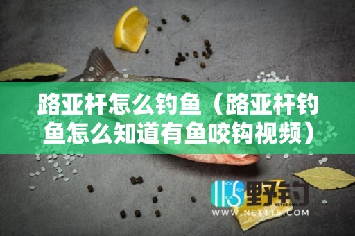 路亚杆怎么钓鱼（路亚杆钓鱼怎么知道有鱼咬钩视频）