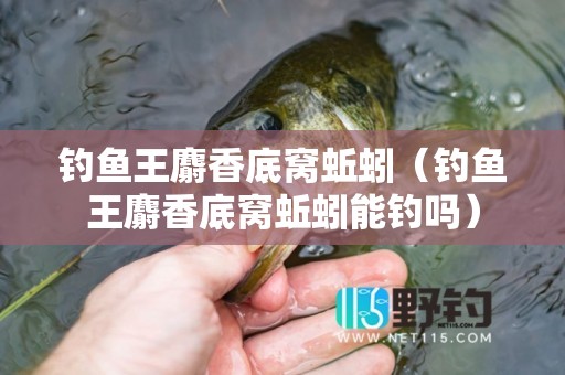 钓鱼王麝香底窝蚯蚓（钓鱼王麝香底窝蚯蚓能钓吗）