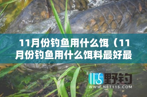 11月份钓鱼用什么饵（11月份钓鱼用什么饵料最好最合适）