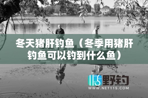 冬天猪肝钓鱼（冬季用猪肝钓鱼可以钓到什么鱼）