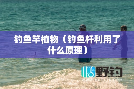 钓鱼竿植物（钓鱼杆利用了什么原理）
