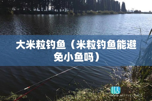 大米粒钓鱼（米粒钓鱼能避免小鱼吗）