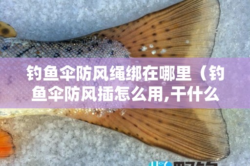 钓鱼伞防风绳绑在哪里（钓鱼伞防风插怎么用,干什么用的）