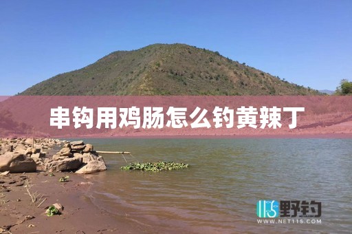 串钩用鸡肠怎么钓黄辣丁