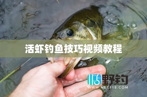 活虾钓鱼技巧视频教程