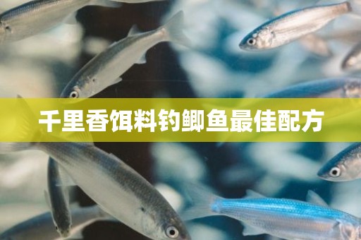 千里香饵料钓鲫鱼最佳配方