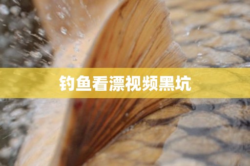 钓鱼看漂视频黑坑