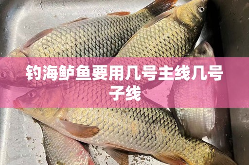 钓海鲈鱼要用几号主线几号子线